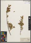 Foto von Salix myrtilloides L. x Salix repens L.